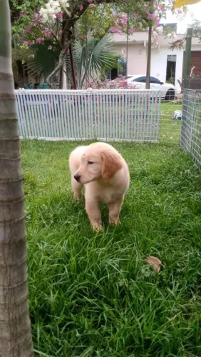 Golden Retriever fêmea