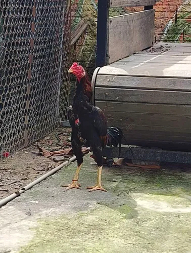 Frango Carioca