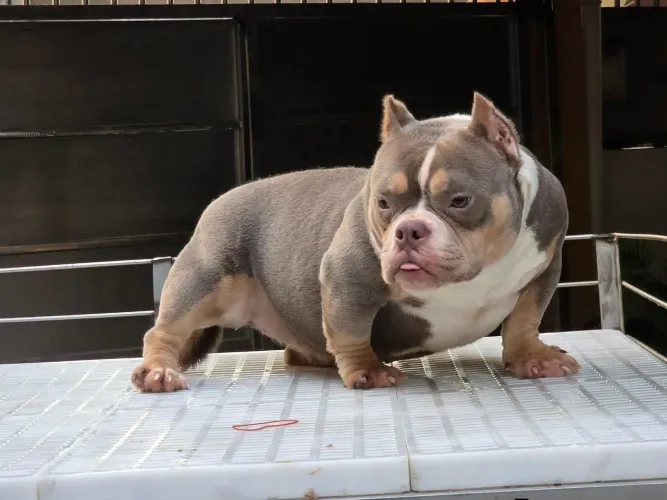 Americam Bully Pocket e micro grátis o pedigree nnn