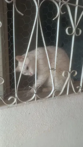 Doação gato branco albino