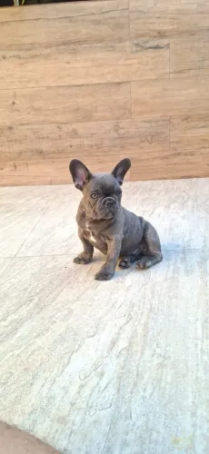Bulldog Francês blue 