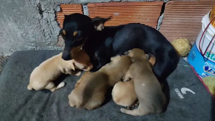 Pinsher seu companheiro 