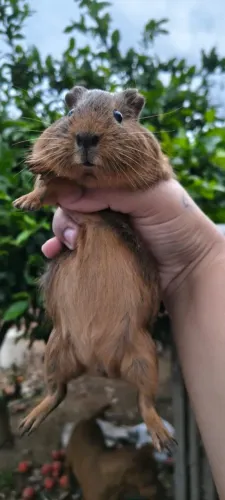Porquinhos da índia macho