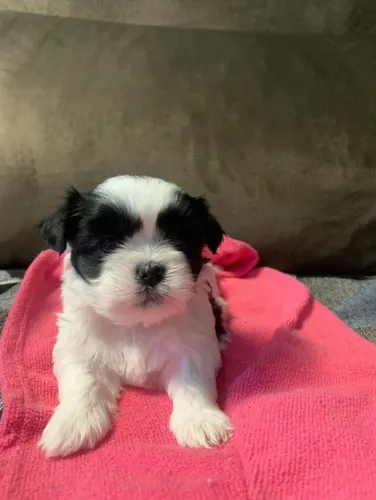 Filhote shih tzu, Se prepare para momentos inesquecíveis com seu novo amigo!