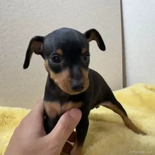 Bebezinho Pinscher/ Pincher super dócil e cheio de energia