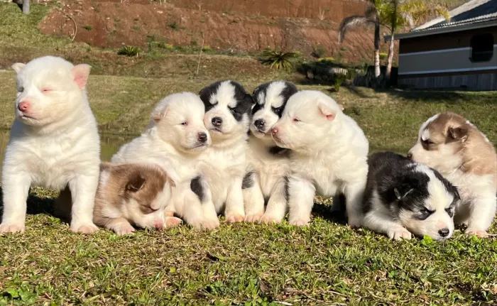 Filhotes de Husky Siberiano
