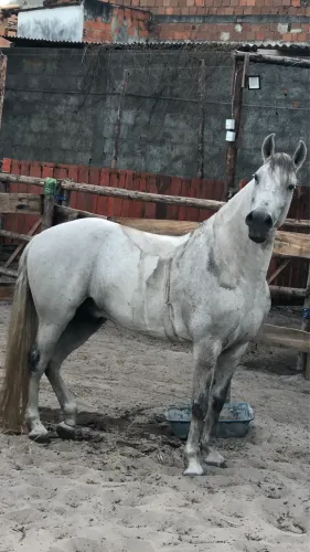 Cavalo mangalarga marchador/