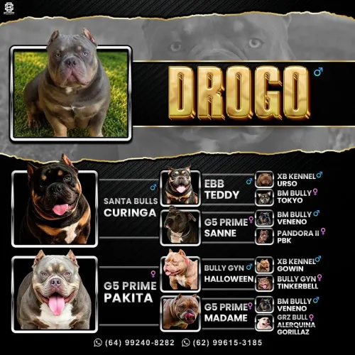 American Bully disponível para cobertura..