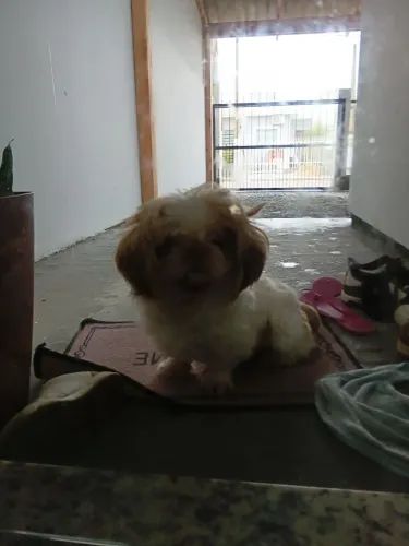 Shitzu macho 1 ano