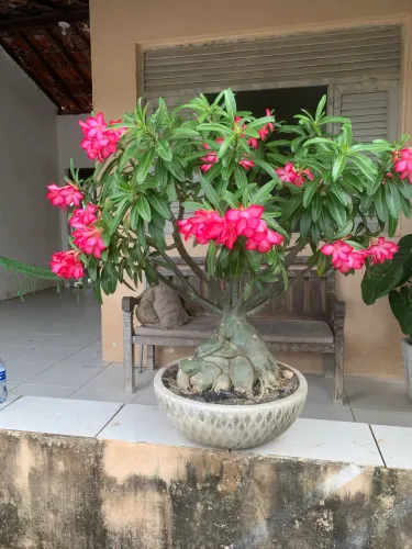 Rosa do Deserto