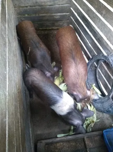 Doação de 3 javaporco