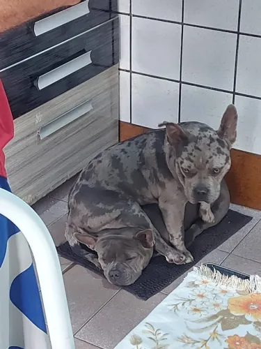 Casal American Bully