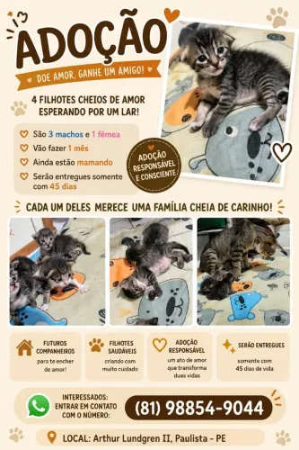 Gatos para adoção responsável