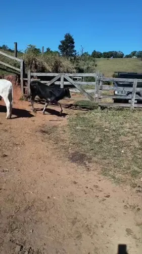 Bezerros choqueados