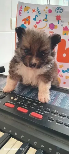 Spitz alemão anão