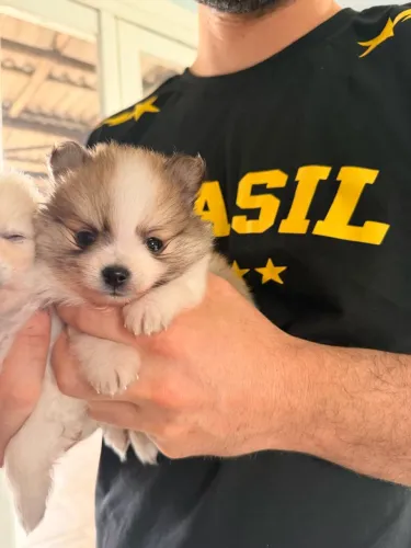 Vendo filhote de Lulu