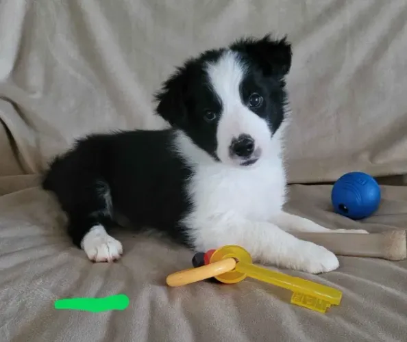 Filhotes de Border Collie | Amor peludo e sincero.