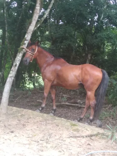 Cavalo