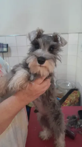 Filhotes de Schnauzer Miniatura