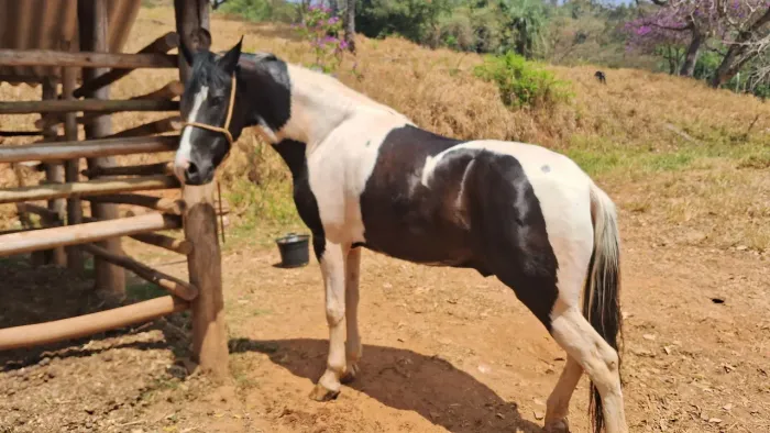 Cavalo Pampa de preto