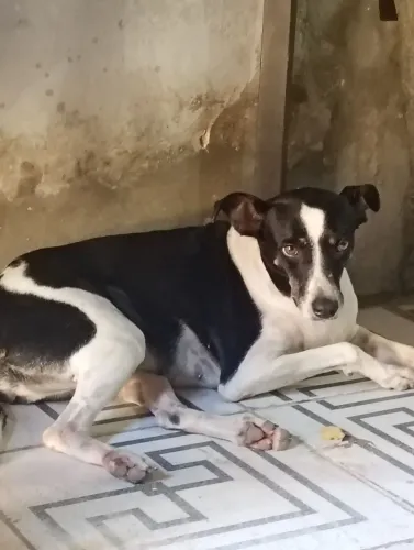 Cachorra para doar. Castrada vacinada
