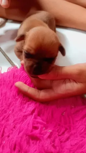 Pinscher  miatura 500