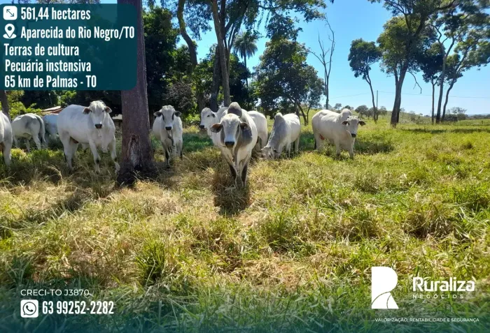 FAZENDA 116 ALQUEIRES | 290 HA FORMADOS | ÁGUA EM ABUNDÂNCIA | PRONTA PARA GADO