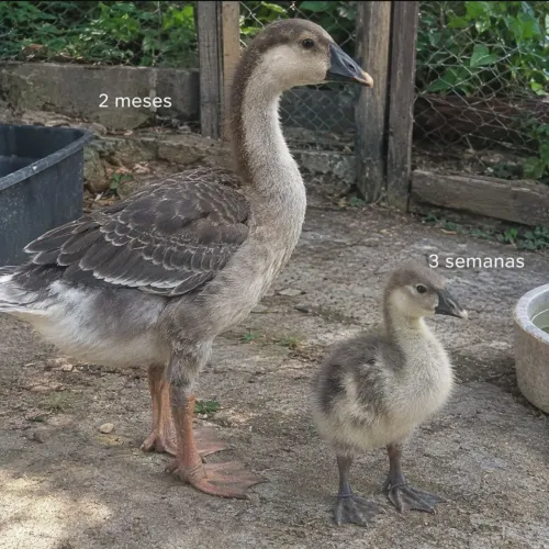 Casal de Gansos