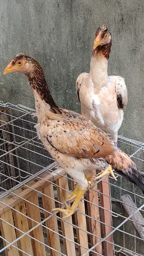 Várias frangas da raça Mura conhecido como carioca entre 5 e 10 meses valor r$300