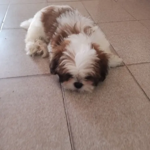Vendo filhote de ShihTzu