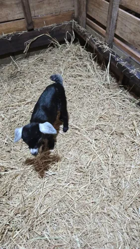 Mini cabrito / mini cabra