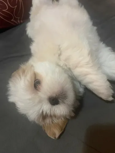 Filhote de Shih Tzu Fêmea branco e marfim - cor rara