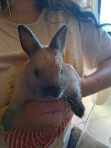 Mini Coelho 