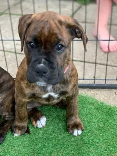 Boxer,Boxer Filhote Top Padrão da Raça