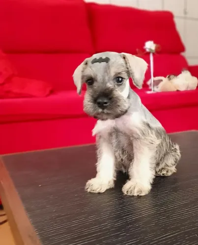 Schnauzer Macho Mini