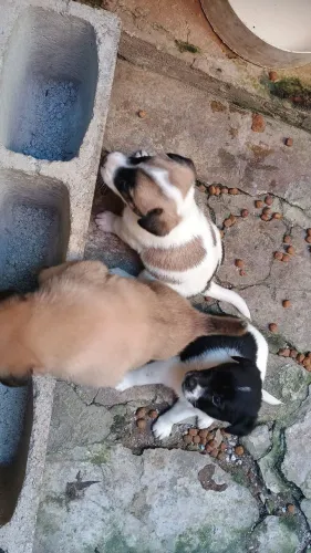 Filhotes com cinvoenta dias de nascidos 