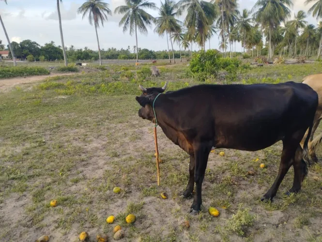 Bezerras e vaca!