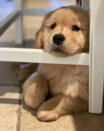 Filhote Golden Retriever, O Amor Verdadeiro Tem Quatro Patas e Um Rabinho Alegre!