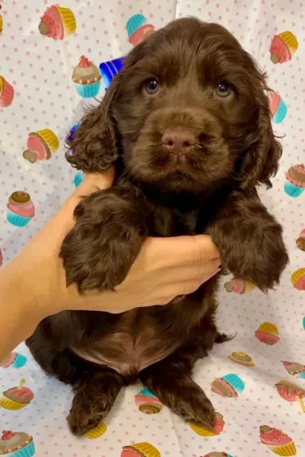 Cocker Spaniel Inglês - Leve para casa.