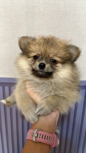 Spitz Alemão Fêmea 