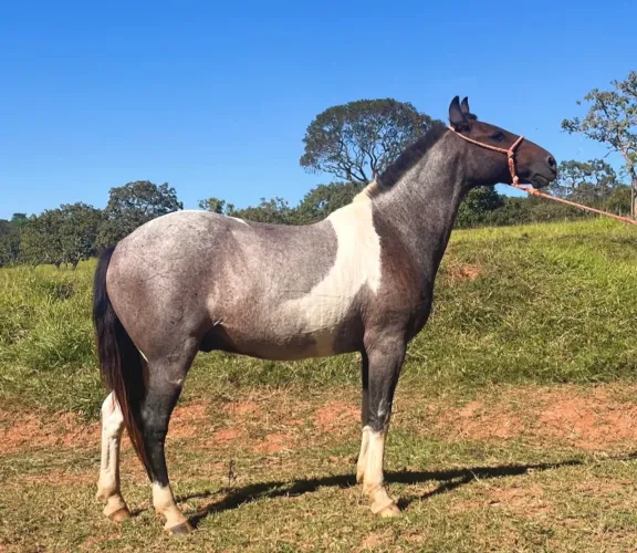 Cavalo Mangalarga Marchador Pampa de Rosilho