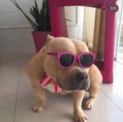 Cruza para American Bully