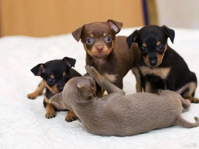 Pinscher chocolate veja essa fêmea 