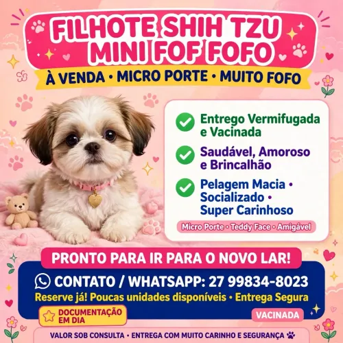 Shitzu fêmea 
