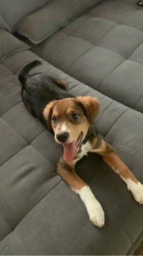 Doação de cachorro filhote