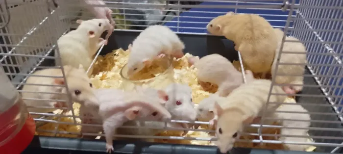 rato Dumbo mansos