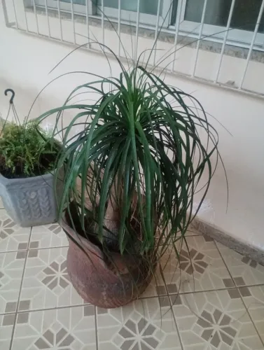 Planta para de elefante
