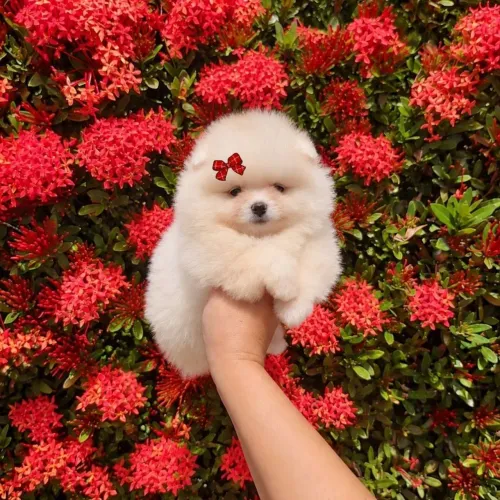 Lulu da Pomerânia Os mais lindos do Brasil