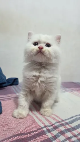 Filhotes de gato persa