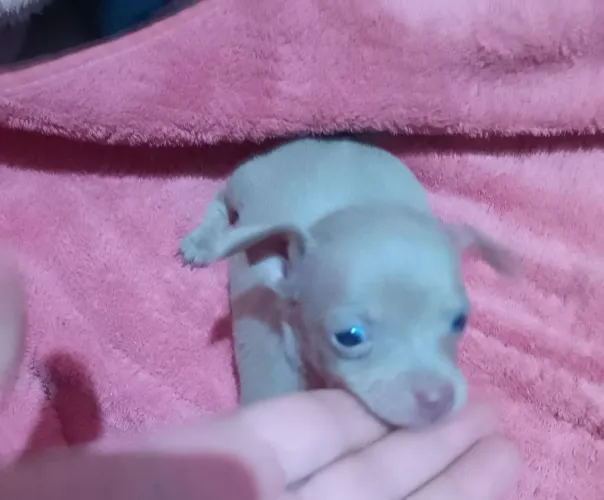 Pinscher macho miniatura